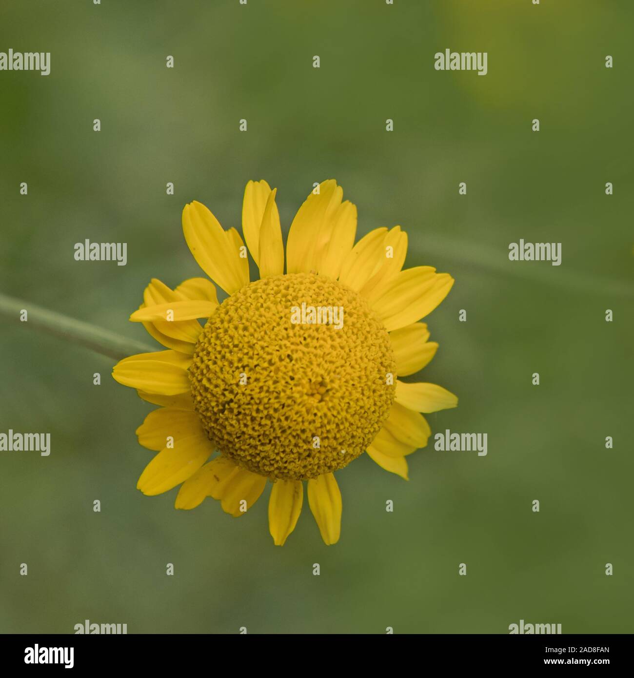 Yellow Chamomile  'Anthemis tinctoria' Stock Photo