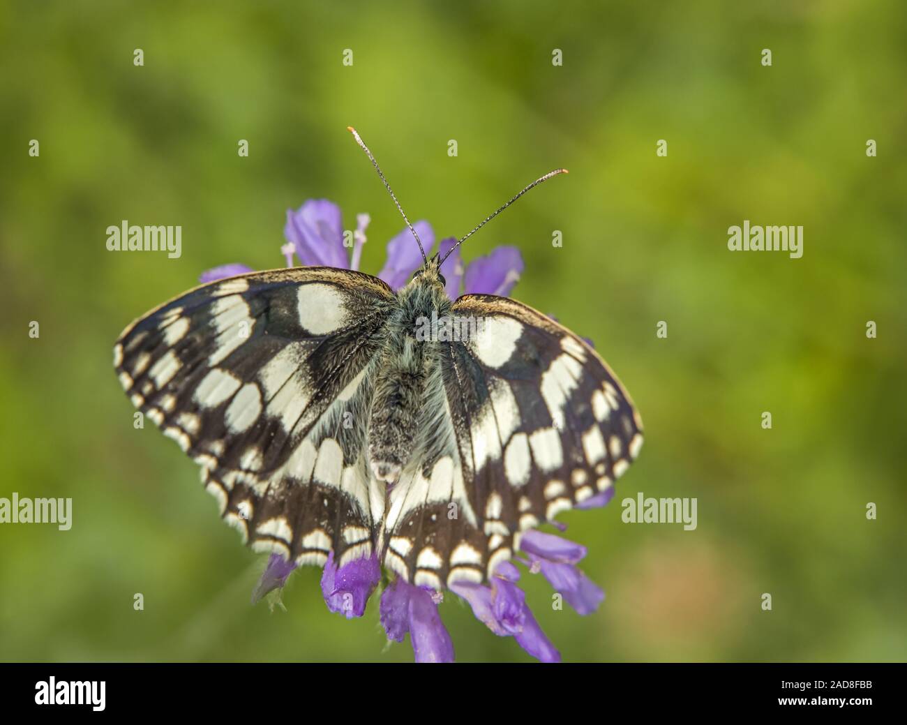 Marbled white  'Melanargia galathea' Stock Photo