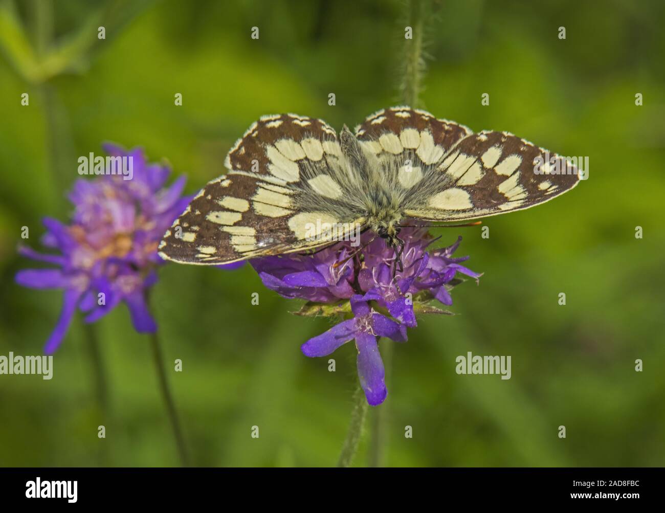 Marbled white  'Melanargia galathea' Stock Photo