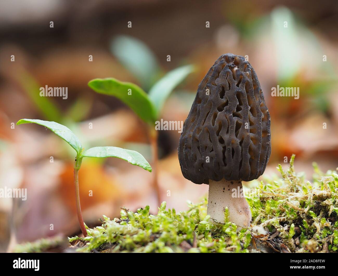 Black morel with Maple seedlings Stock Photo