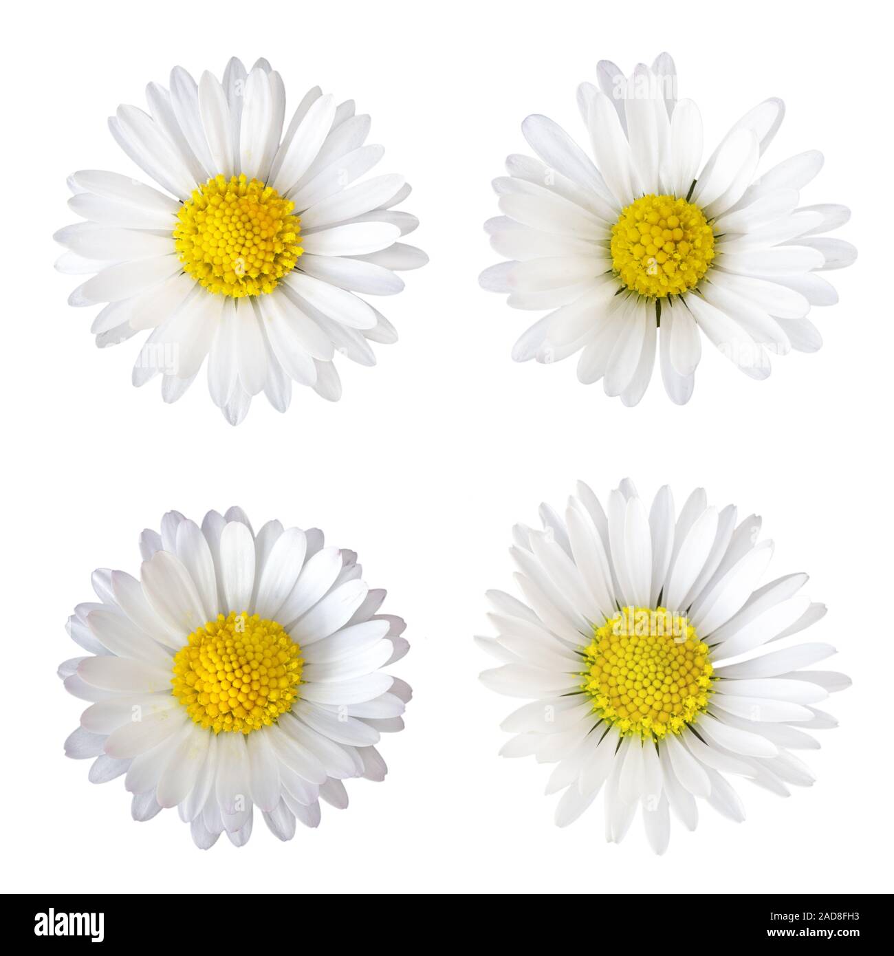 Four daisies (Bellis perennis), isolated on white background Stock Photo