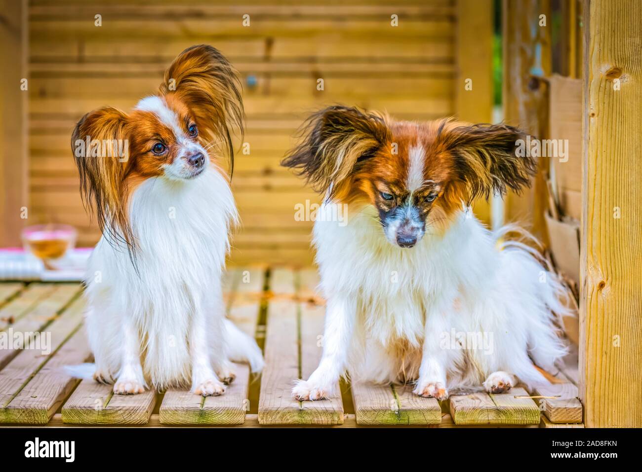 Outdoor portrait of a papillon purebreed dogs Stock Photo