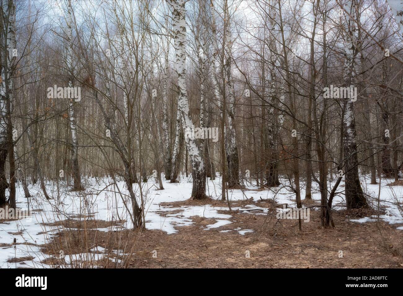 Landscape early spring in the birch forest Stock Photo