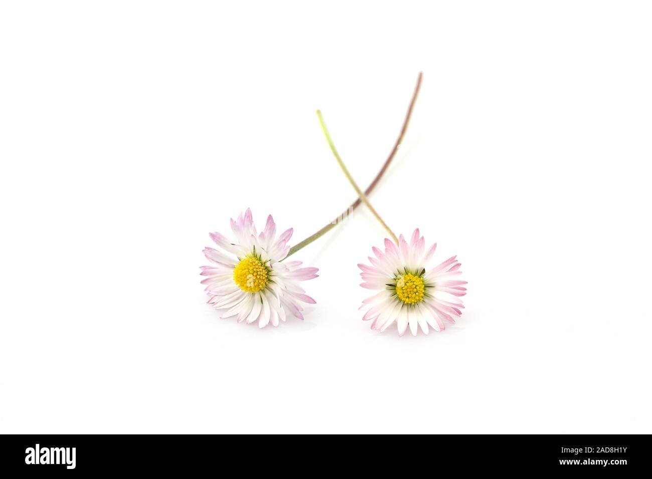 Two daisies (Bellis perennis), close-up view Stock Photo