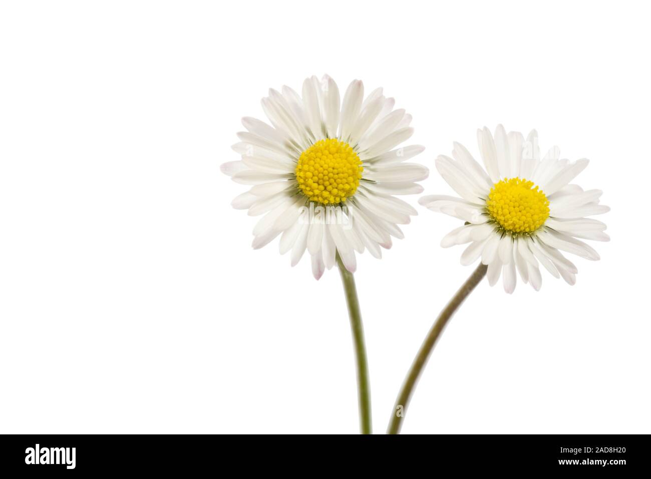 Daisy (Bellis perennis), close-up view Stock Photo