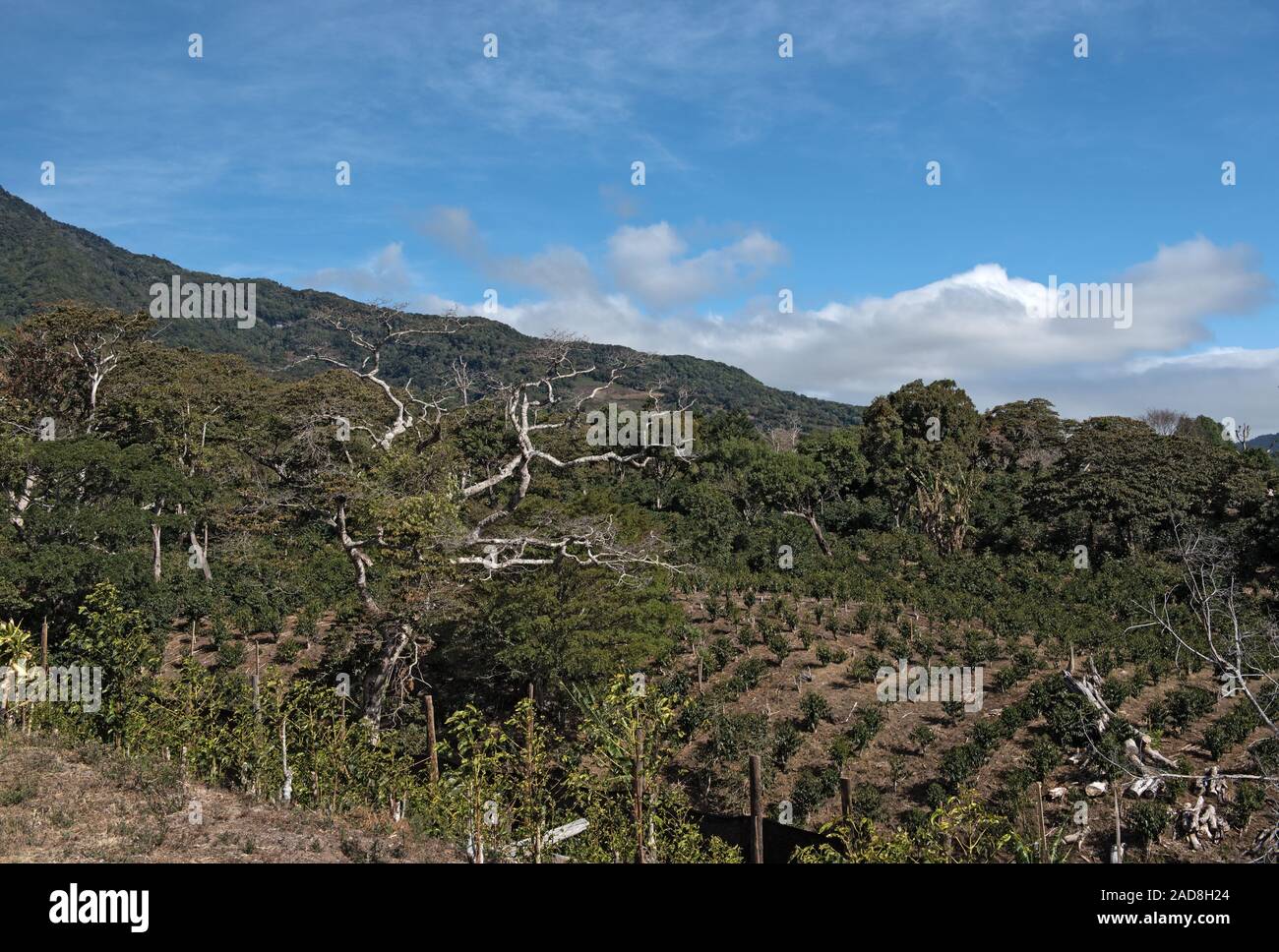 Coffee plantation in the highland at Boquete Panama Stock Photo