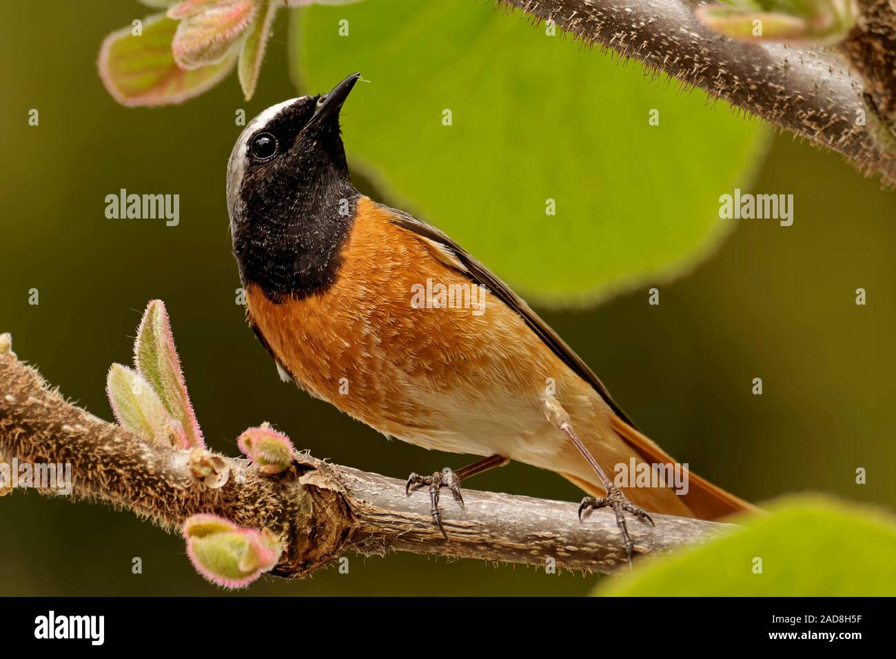 Redstart Stock Photo