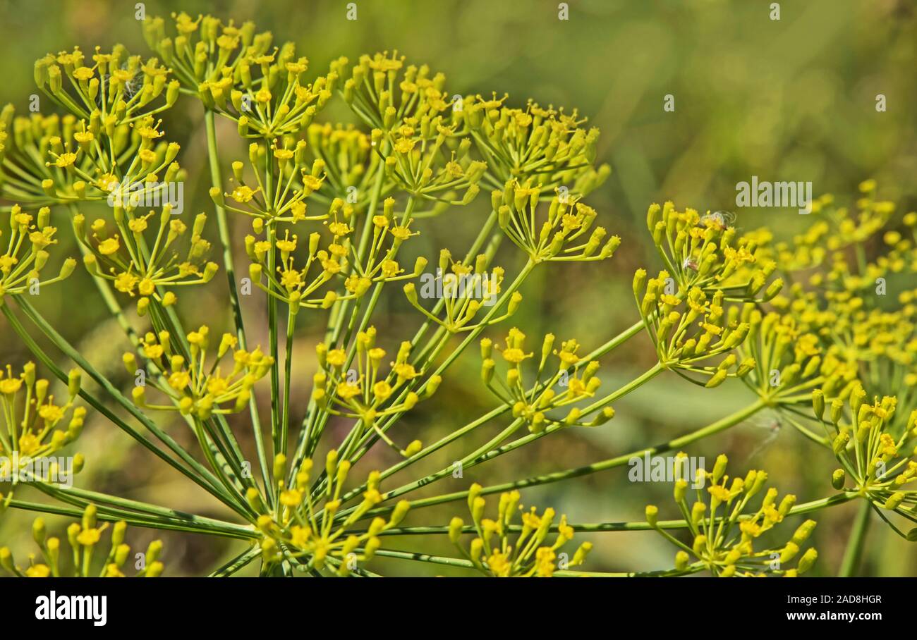 Dill  'Anethum graveolens' is a spice plant Stock Photo