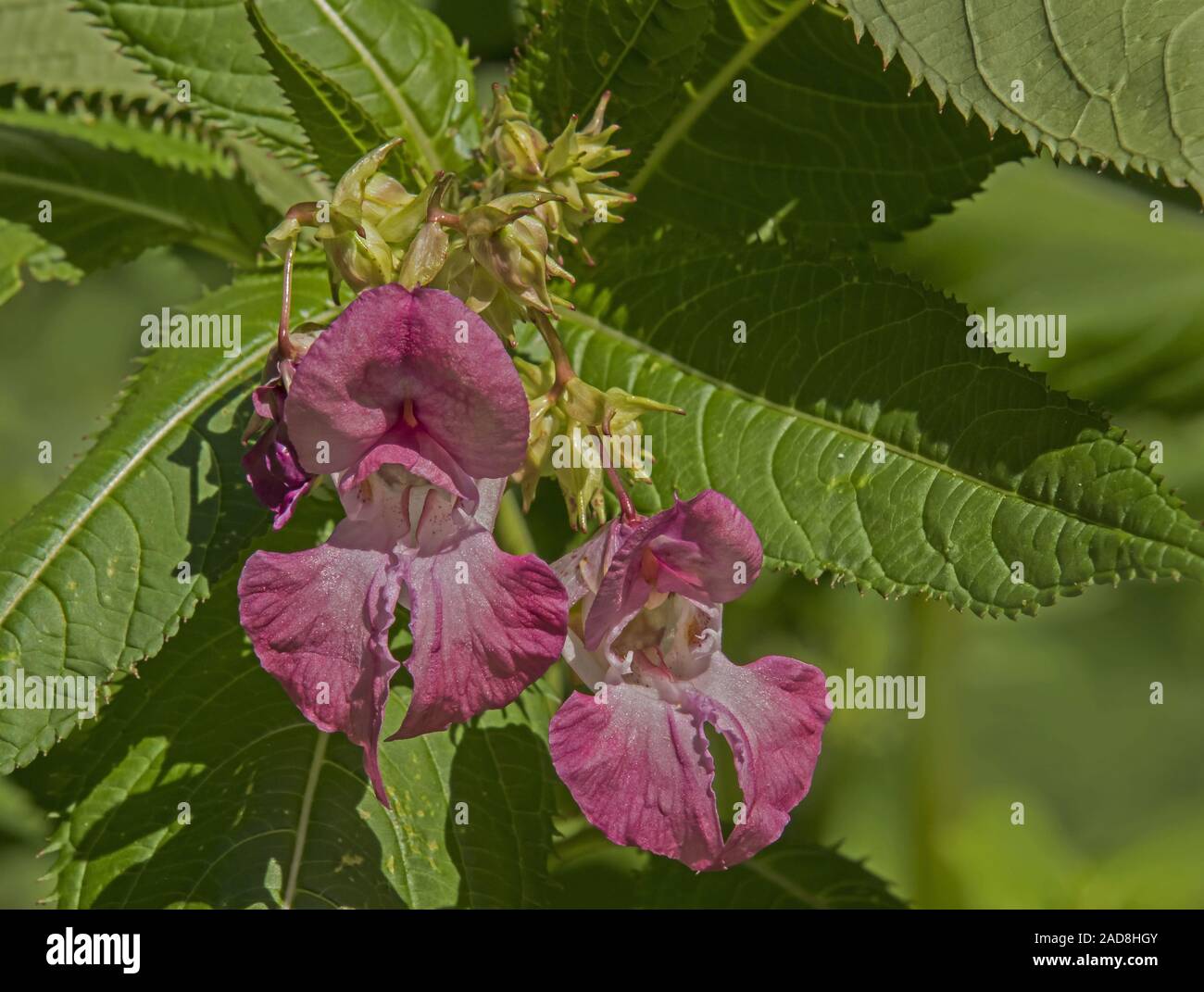 Jumping jacks 'Impatiens glandulifera' Stock Photo Alamy