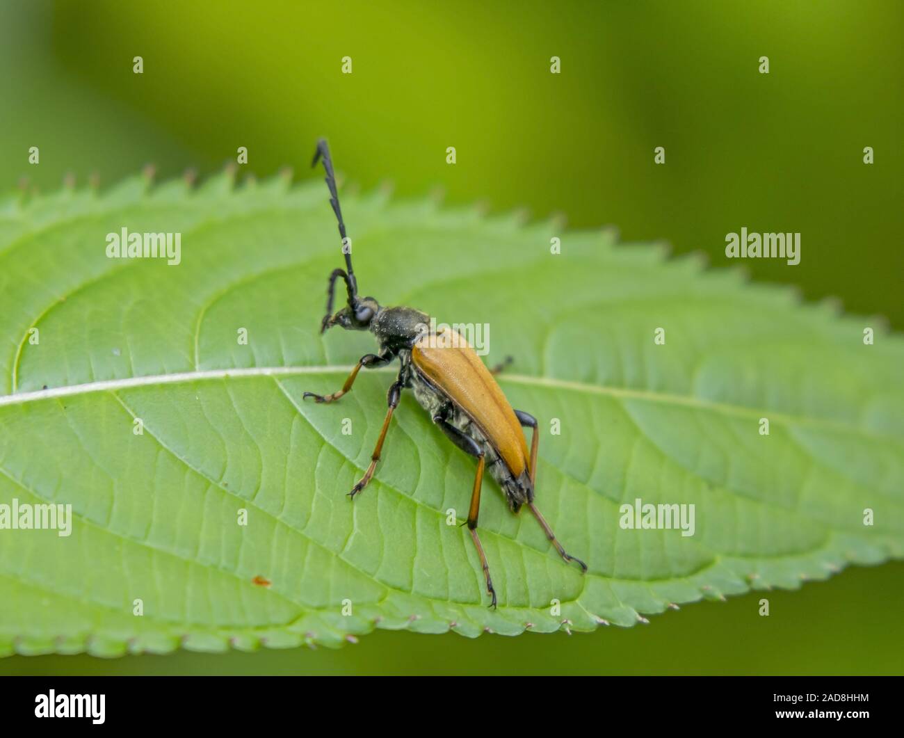Red- brown longhorn beetle 'Leptura rubra' Stock Photo