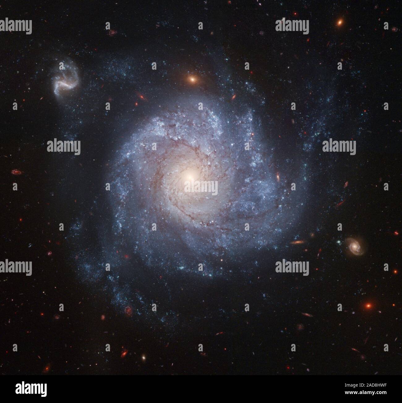 Looking like a child's pinwheel ready to be set a spinning by a gentle breeze, this dramatic spiral galaxy is one of the latest viewed by NASA's Hubble Space Telescope. Stunning details of the face-on spiral galaxy, cataloged as NGC 1309, are captured in this color image.   Recent observations of the galaxy taken in visible and infrared light come together in a colorful depiction of many of the galaxy's features. Bright blue areas of star formation pepper the spiral arms, while ruddy dust lanes follow the spiral structure into a yellowish central nucleus of older-population stars. The image is Stock Photo