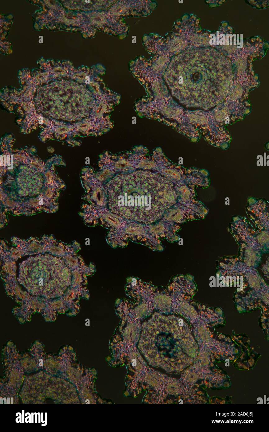 Cross section of a daisy flower in the dark field under the microscope