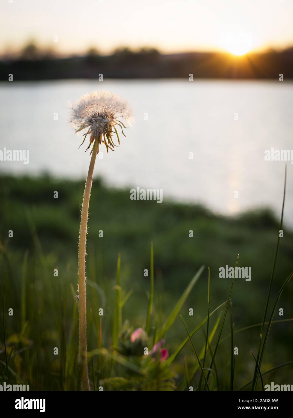Dandelion in Spring on a lake at sunset Stock Photo