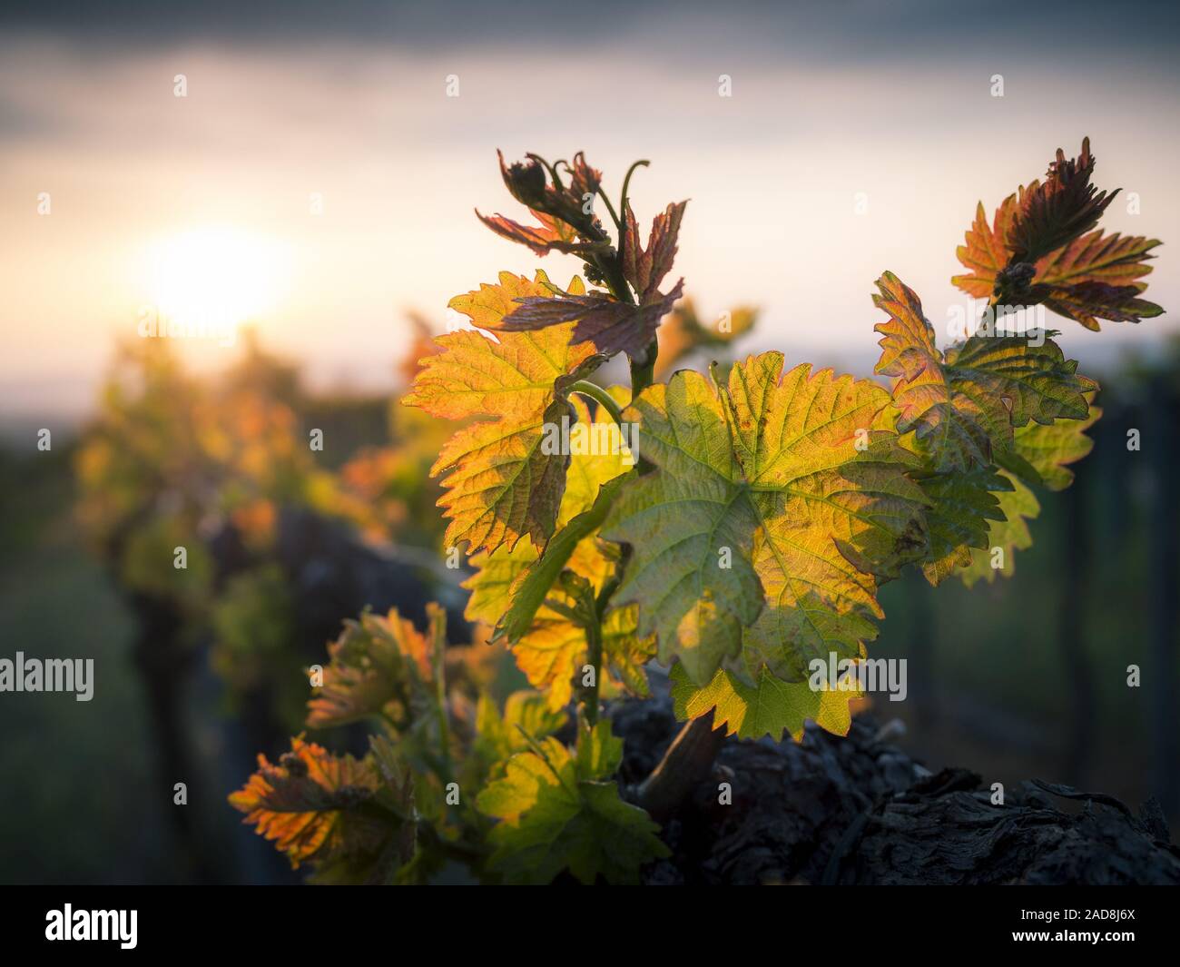 Young vineyard at sunset in spring Stock Photo
