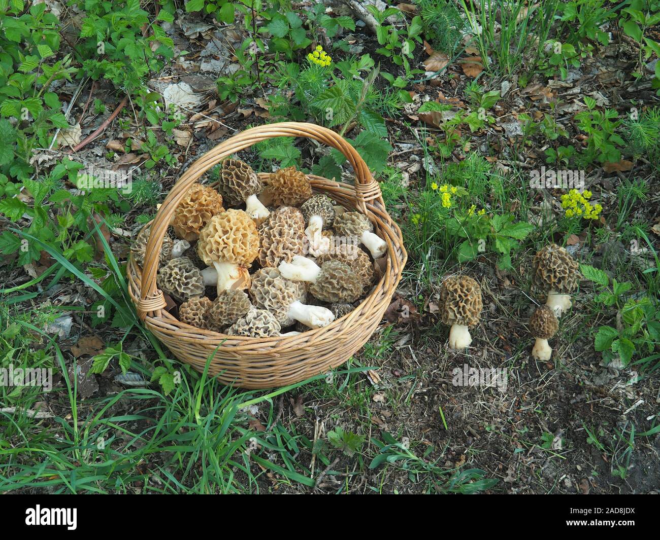 Basket with true morels (Morchella esculenta) Stock Photo