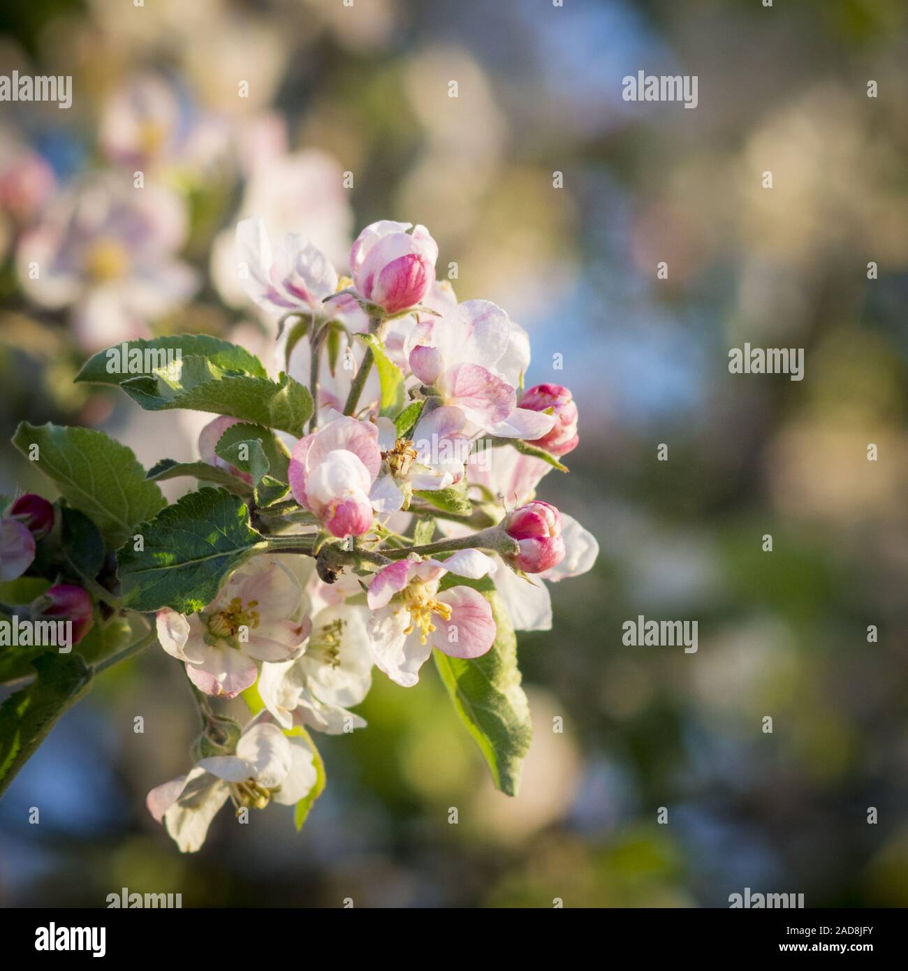 Apple blossoms on a tree in Spring Stock Photo
