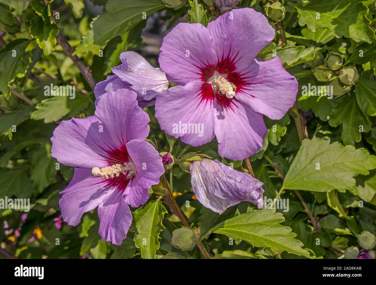 Hibiscus flower hedge hi-res stock photography and images - Alamy