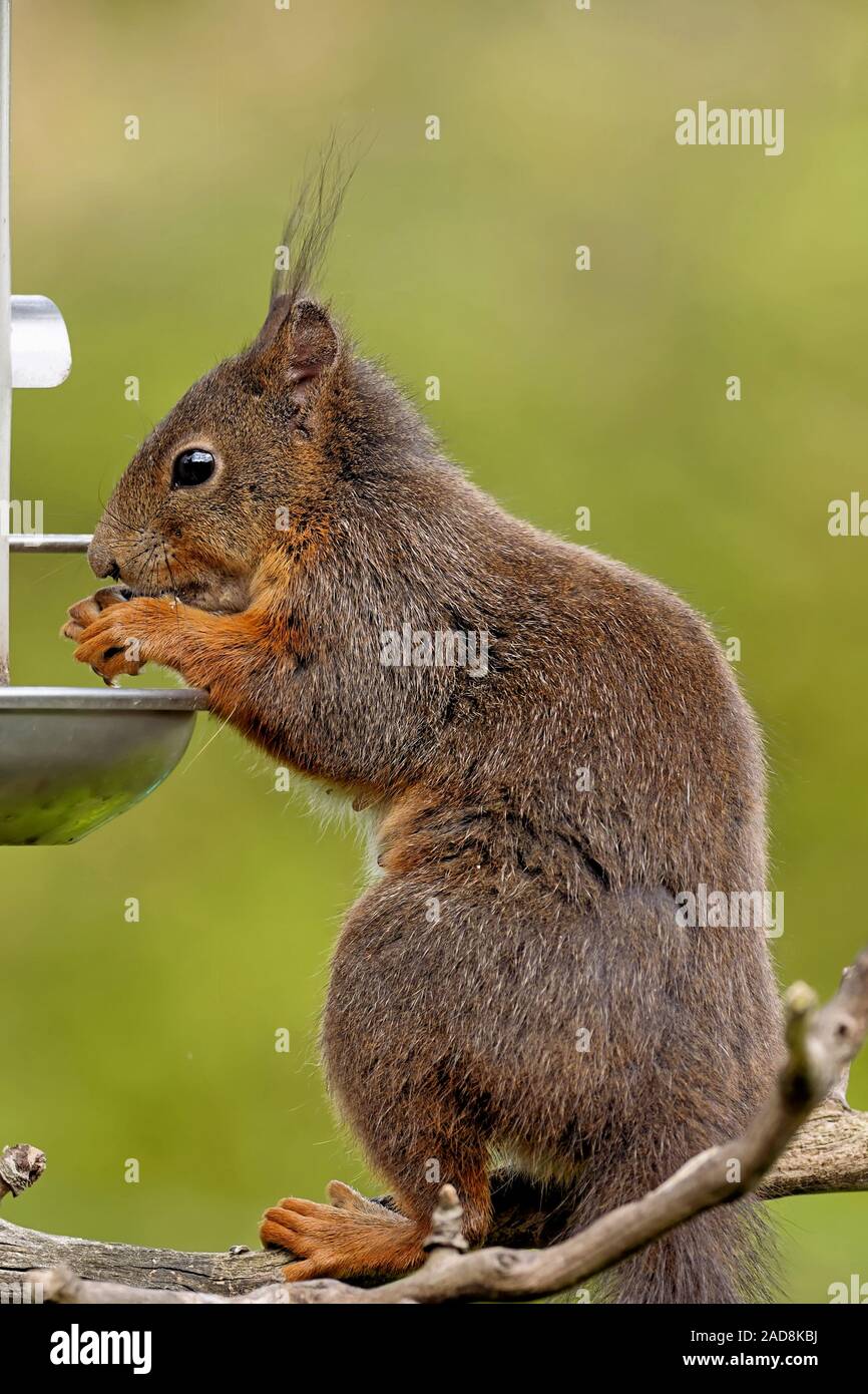 Eurasian squirrel eats bird food Stock Photo