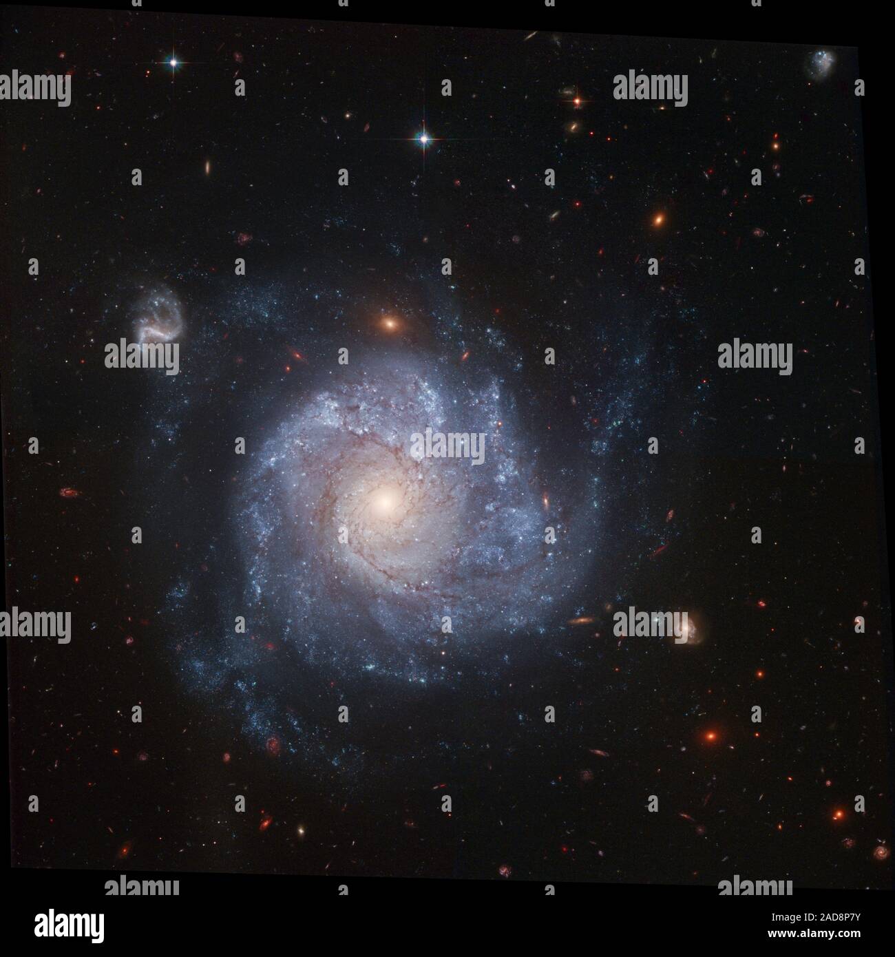Looking like a child's pinwheel ready to be set a spinning by a gentle breeze, this dramatic spiral galaxy is one of the latest viewed by NASA's Hubble Space Telescope. Stunning details of the face-on spiral galaxy, cataloged as NGC 1309, are captured in this color image.   Recent observations of the galaxy taken in visible and infrared light come together in a colorful depiction of many of the galaxy's features. Bright blue areas of star formation pepper the spiral arms, while ruddy dust lanes follow the spiral structure into a yellowish central nucleus of older-population stars. The image is Stock Photo