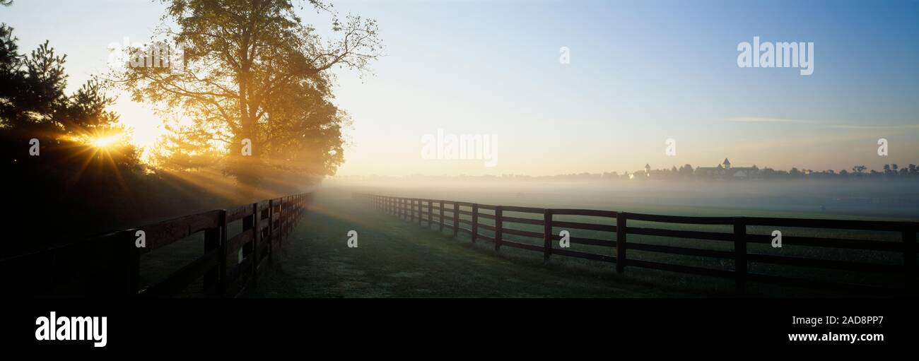 Sunlight passing through trees, Horse Farm, Woodford County, Kentucky