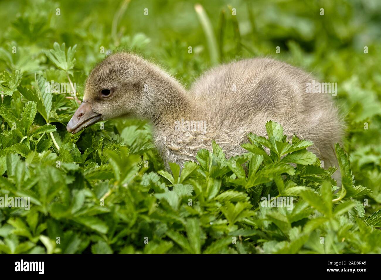 greylag chicks Stock Photo