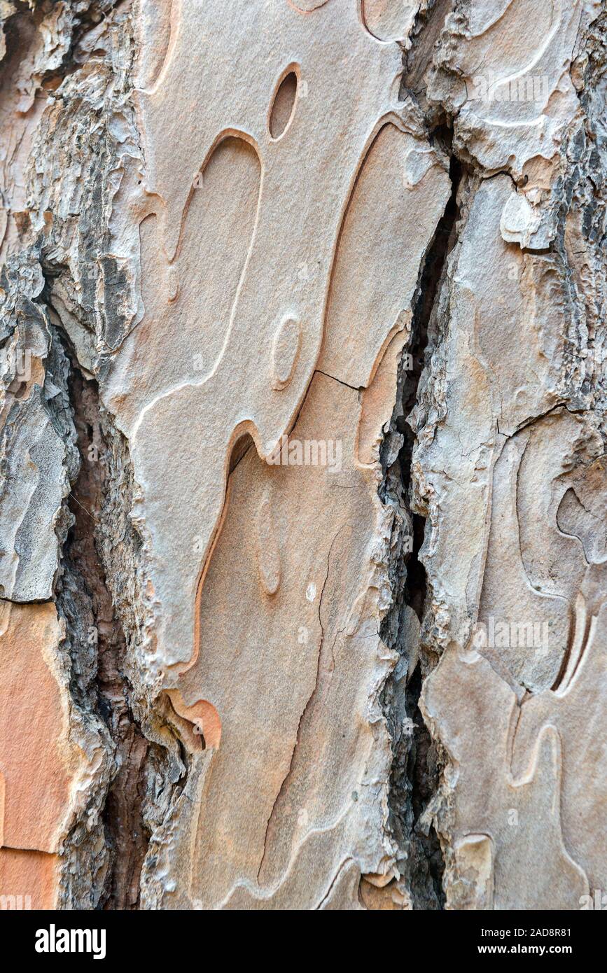 Pine trunks in line with their textured bark. Texture Stock Photo