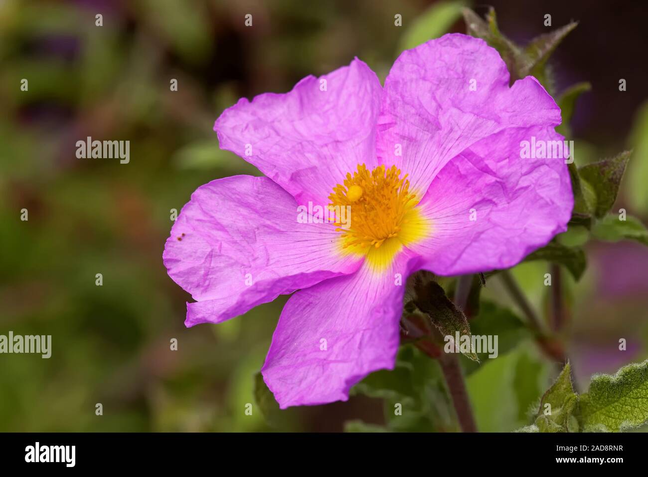 Cretan cistus rose Stock Photo