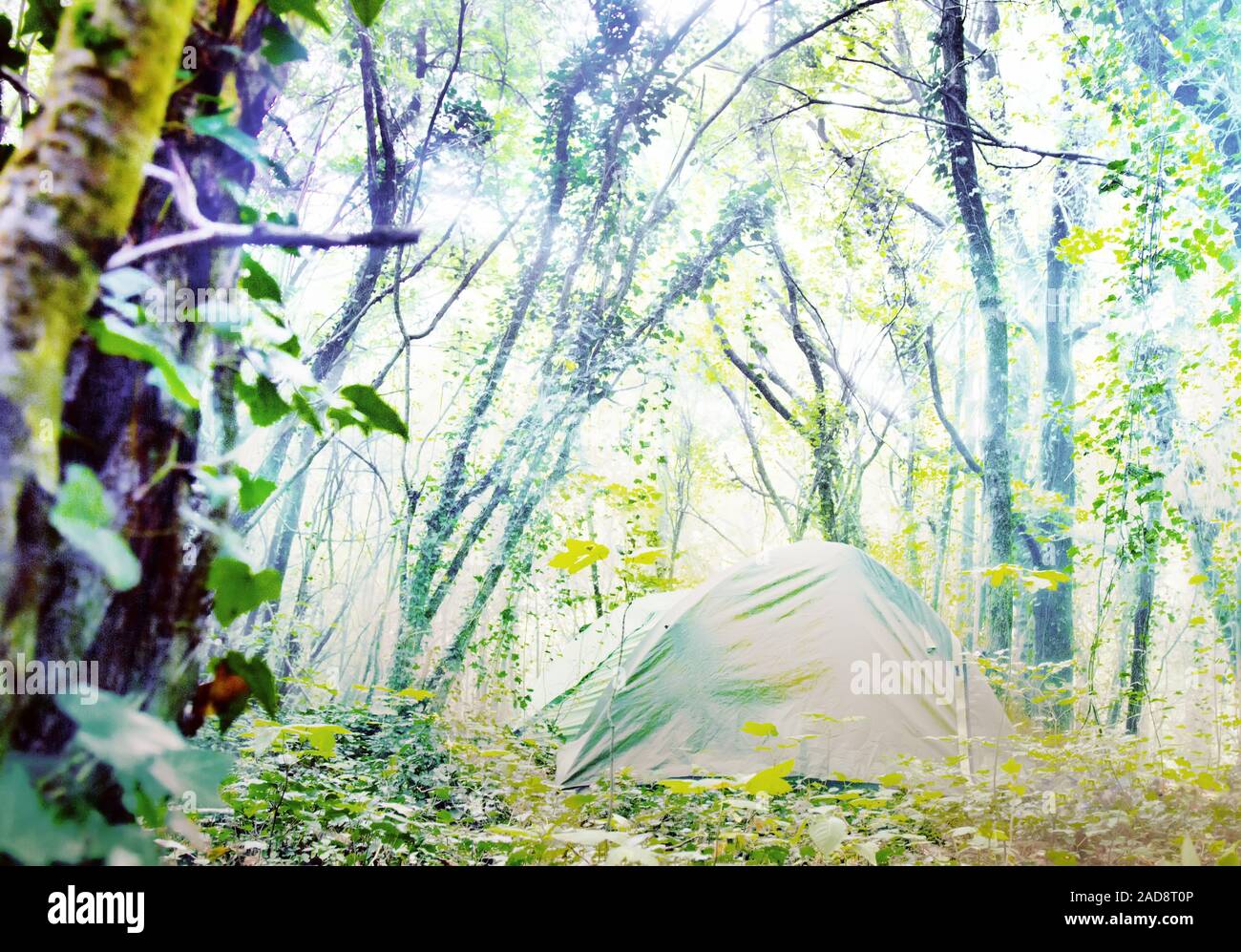 Tent on a Sunny glade in the deciduous forest Stock Photo - Alamy