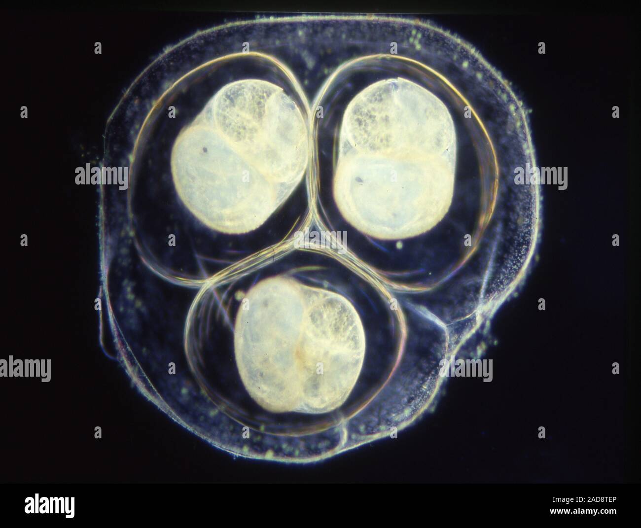 Snail eggs of the water snail in the pond under the microscope 50x