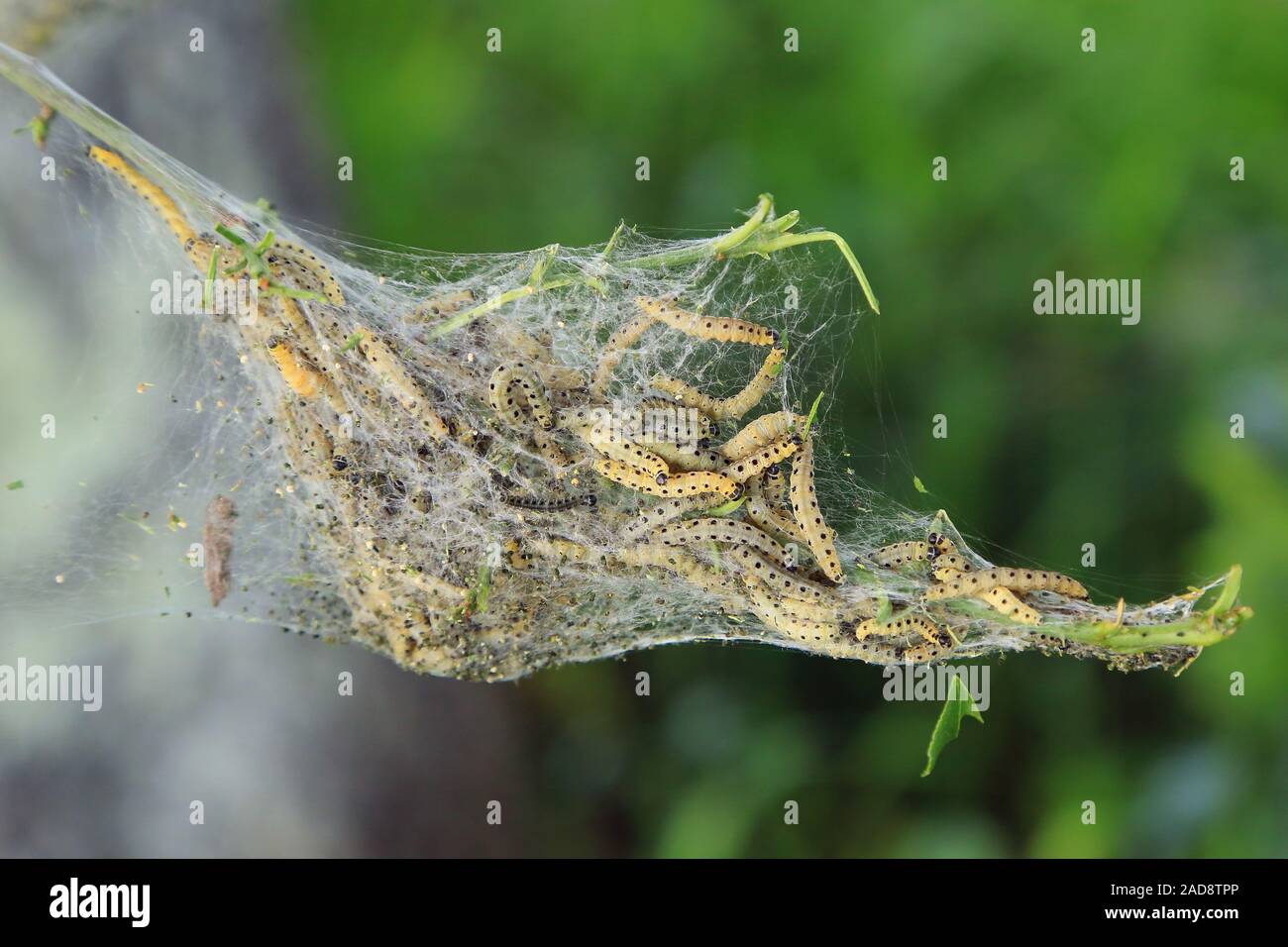 Caterpillars of the Pfaffenhütchen web moth, Spindle ermine, Erucae yponomeuta cagnagella Stock Photo
