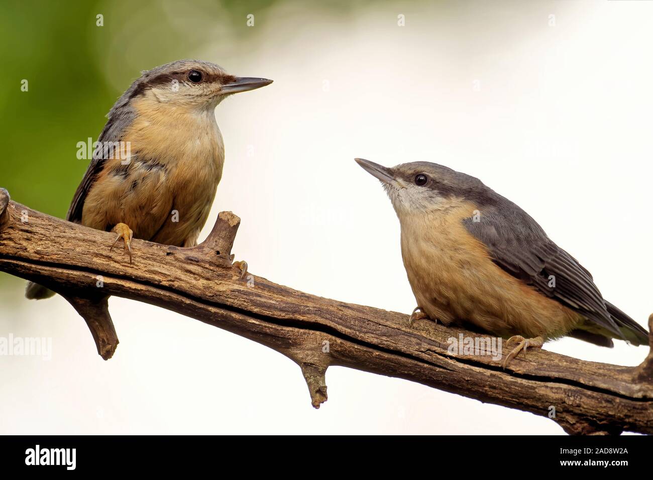 nuthatch Stock Photo