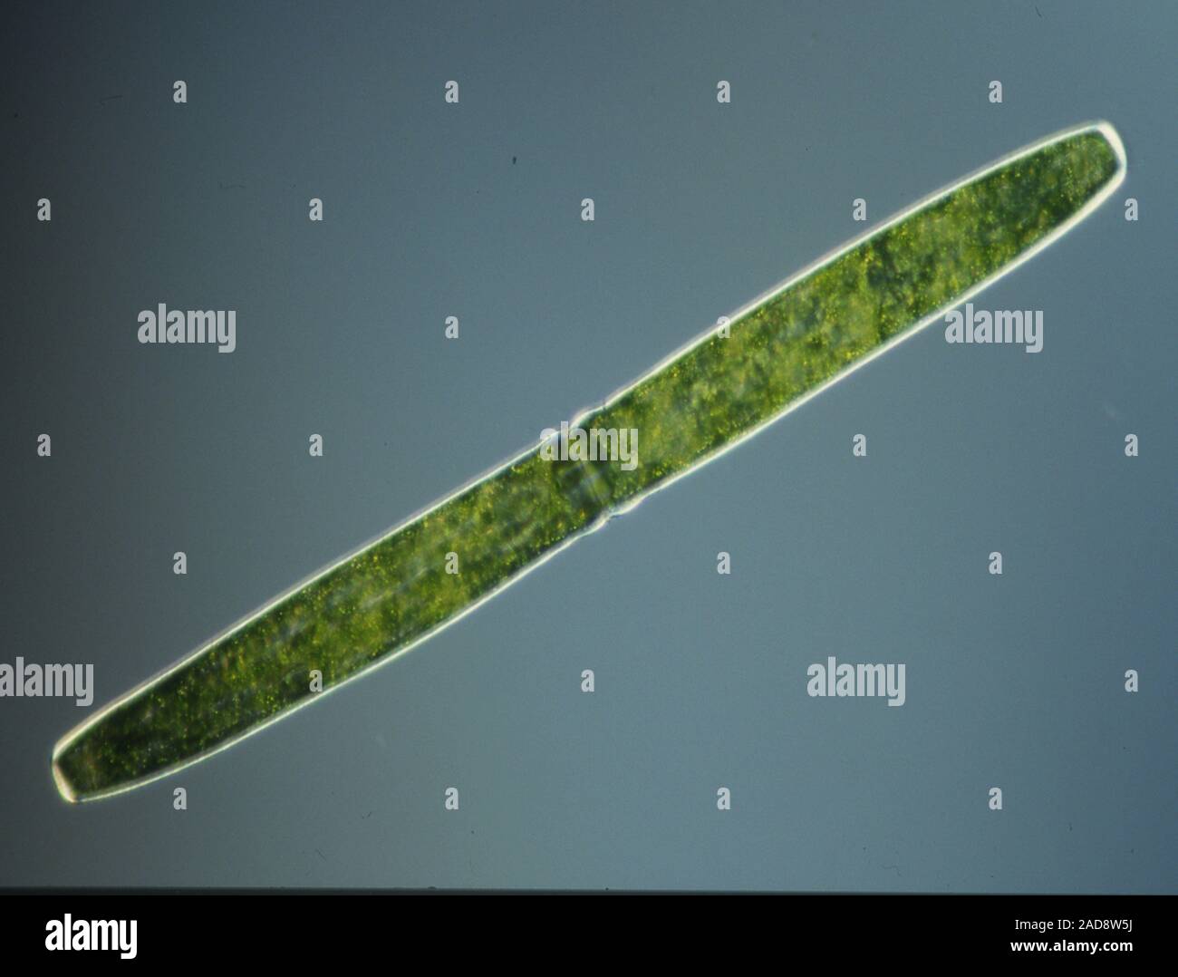 Green Algae Microscope Stock Photos & Green Algae Microscope Stock