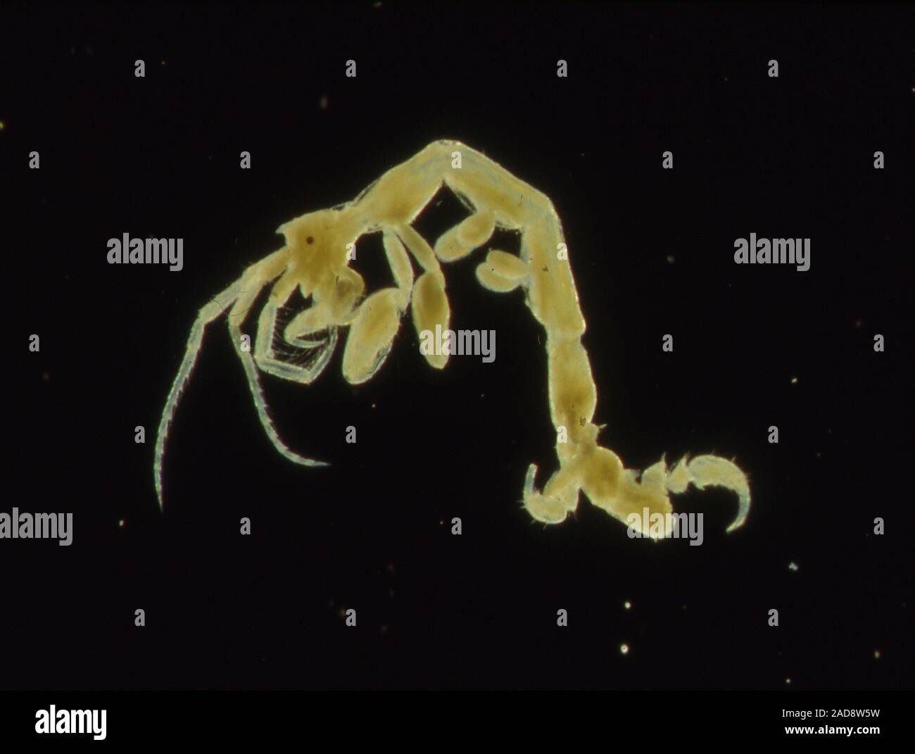 Ghost Using A Microscope Ghost cancer under the microscope 100x Stock Photo - Alamy