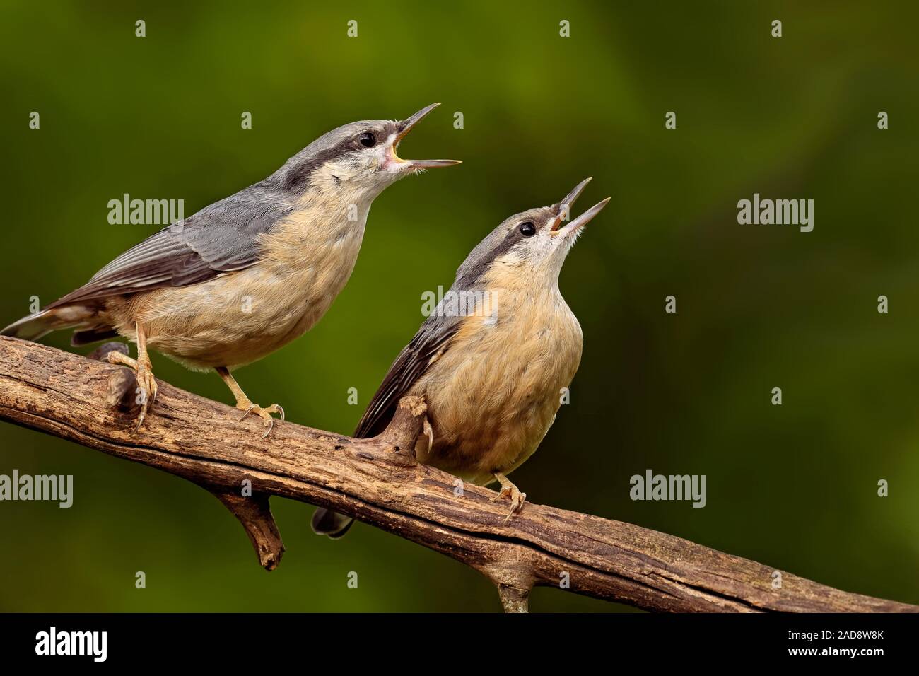 nuthatch Stock Photo