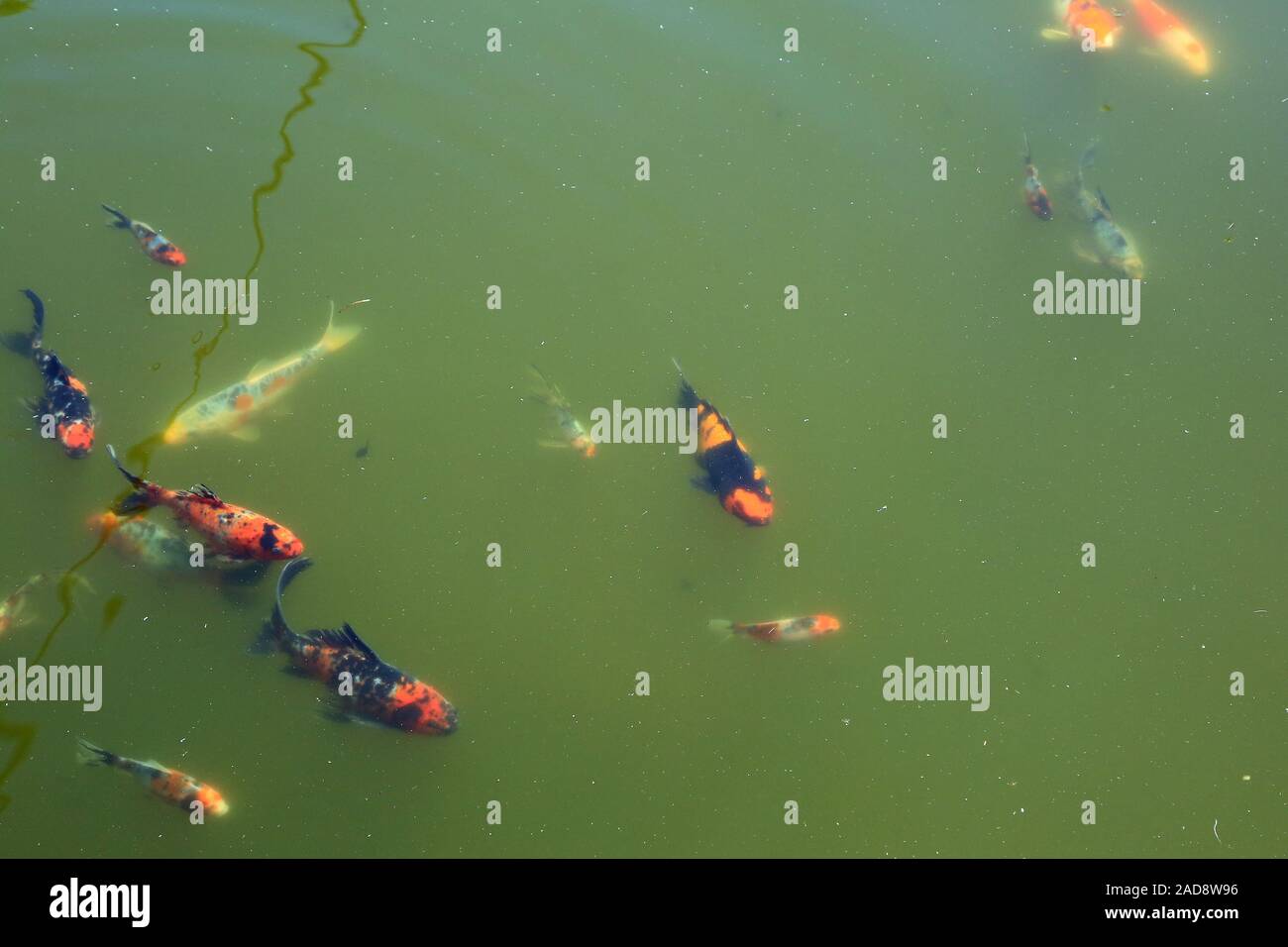 Fish in the garden pond with tadpoles and algae Stock Photo Alamy