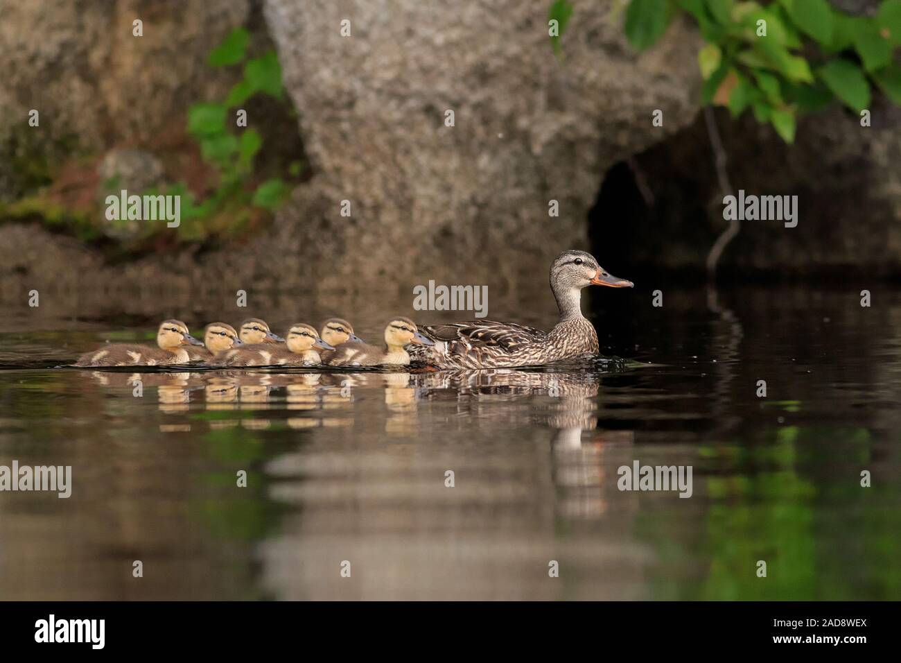 Ducks in a row. Stock Photo