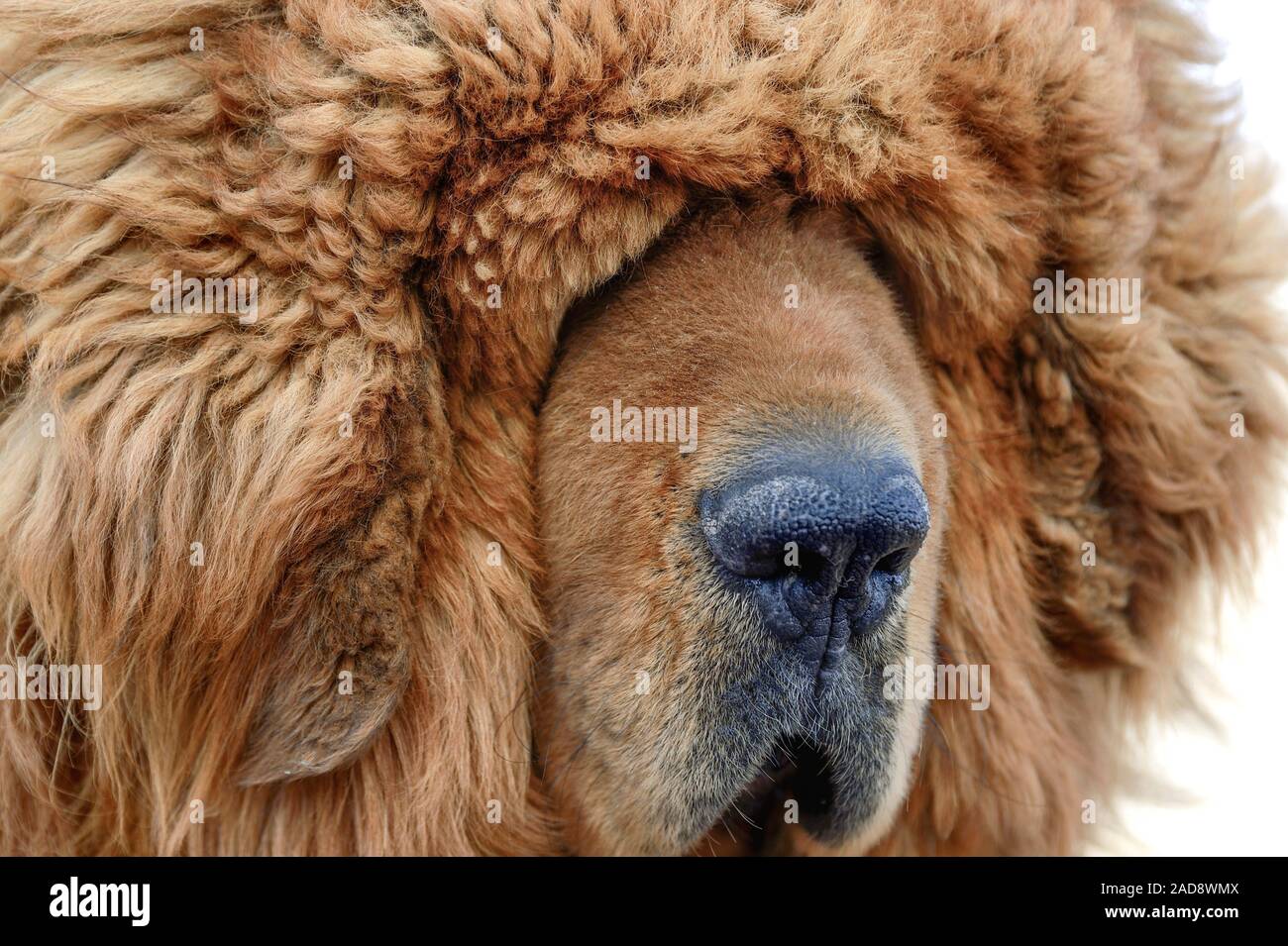 A portrait of a brown Tibetan Mastiff suggests blinding fur can  be a challenge for these loyal guard dogs. Stock Photo