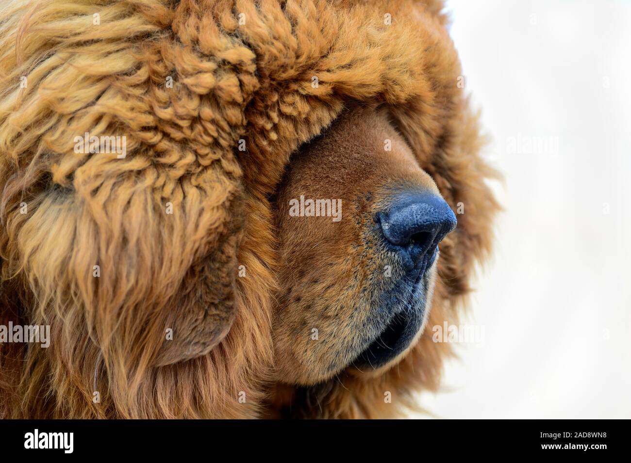 The thick furry coat of a Tibetan Mastiff lays heavily over the eyes of the guard dog. Stock Photo