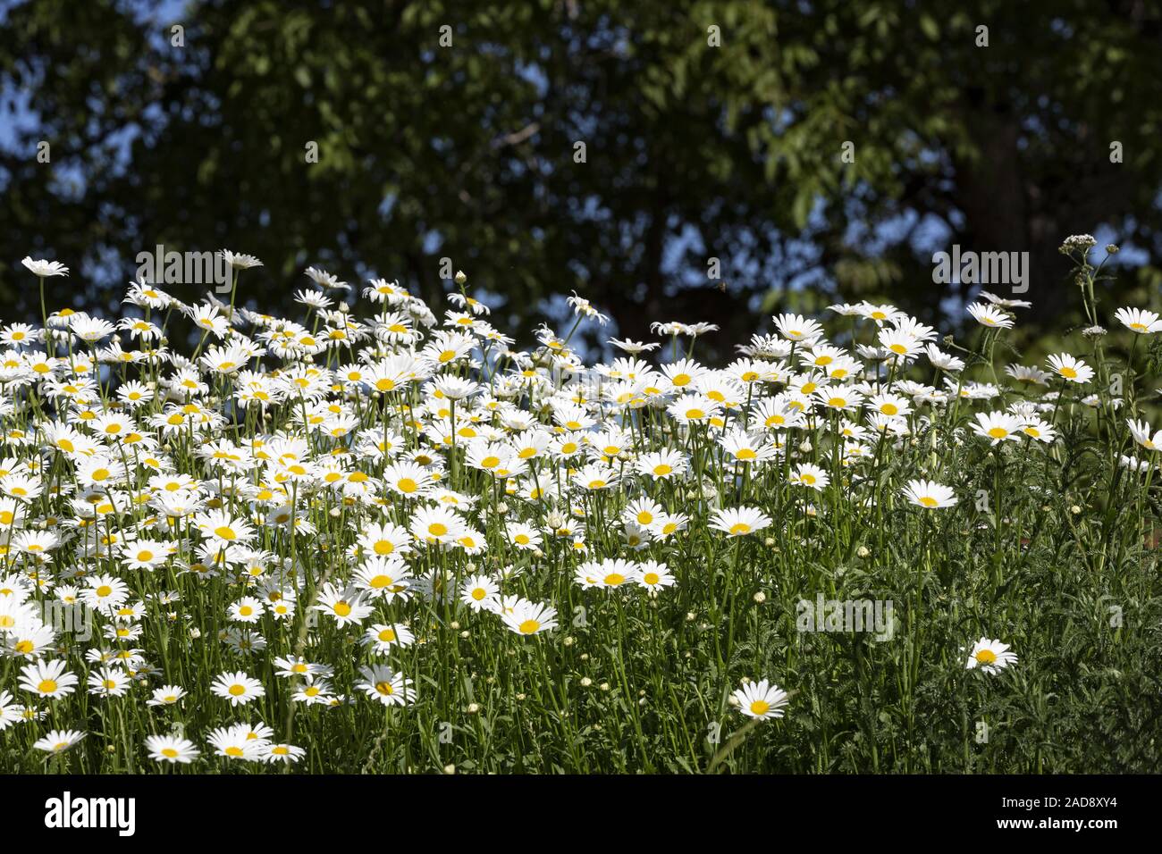 Blossoming Marguerite Meadow (Leucanthemum) Stock Photo