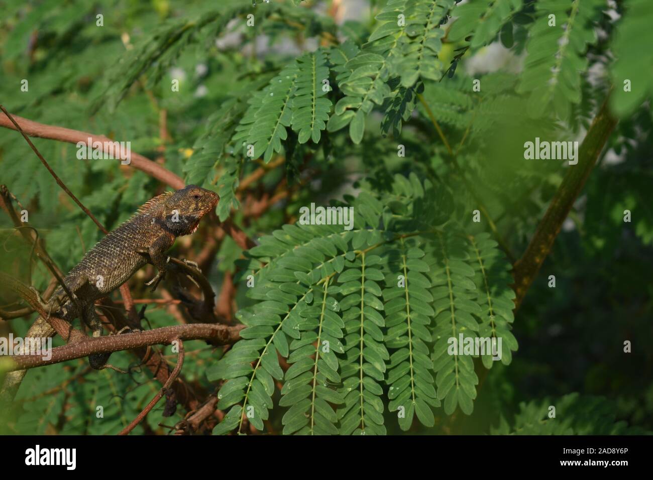 Invasive species in java hi-res stock photography and images - Alamy