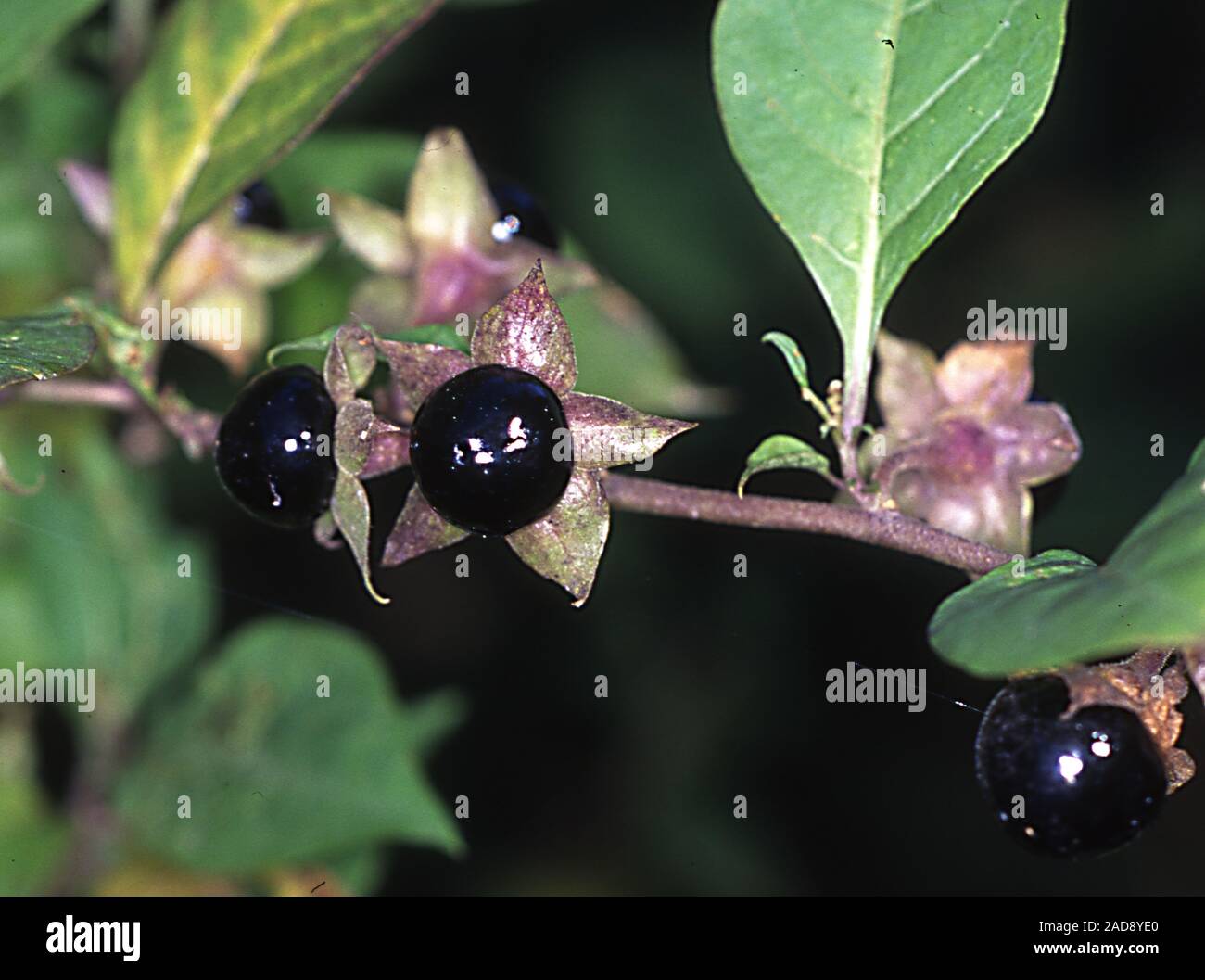 Belladonna with berries Stock Photo
