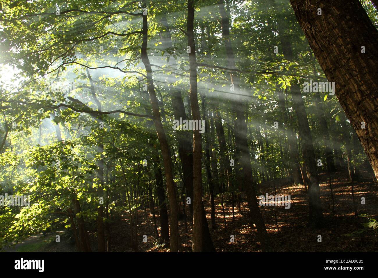 Light filtering through trees hires stock photography and images Alamy