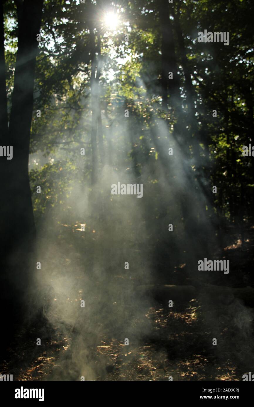 Sunbeams passing through the trees and smoke in the woods Stock Photo