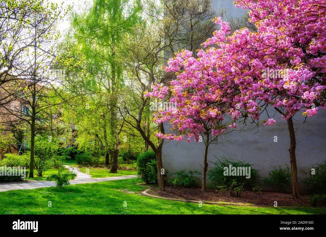 Spring sakura blossom background. Pink flowers of cherry tree Stock ...