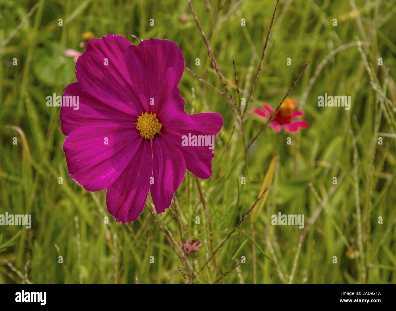 Garden cosmos 'cosmea bipinnatus' Stock Photo