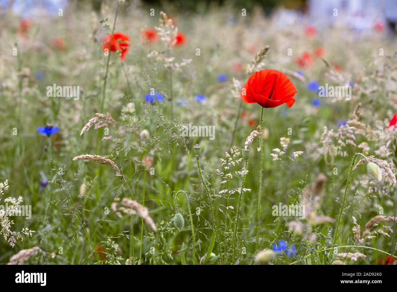 Flowering poppy on a meadow Stock Photo