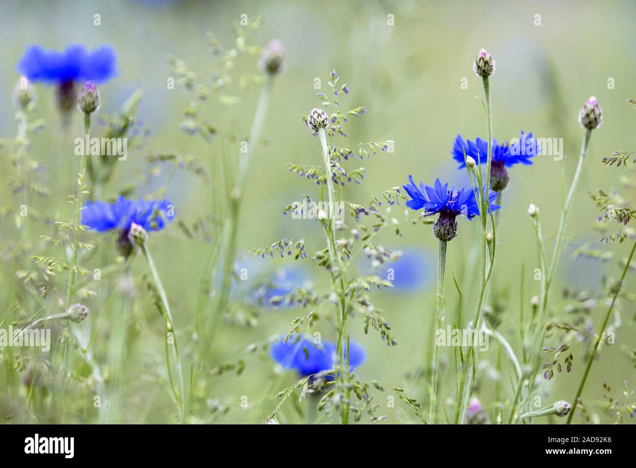 Flowering blue cornflower (Cyanus segetum) on a meadow Stock Photo