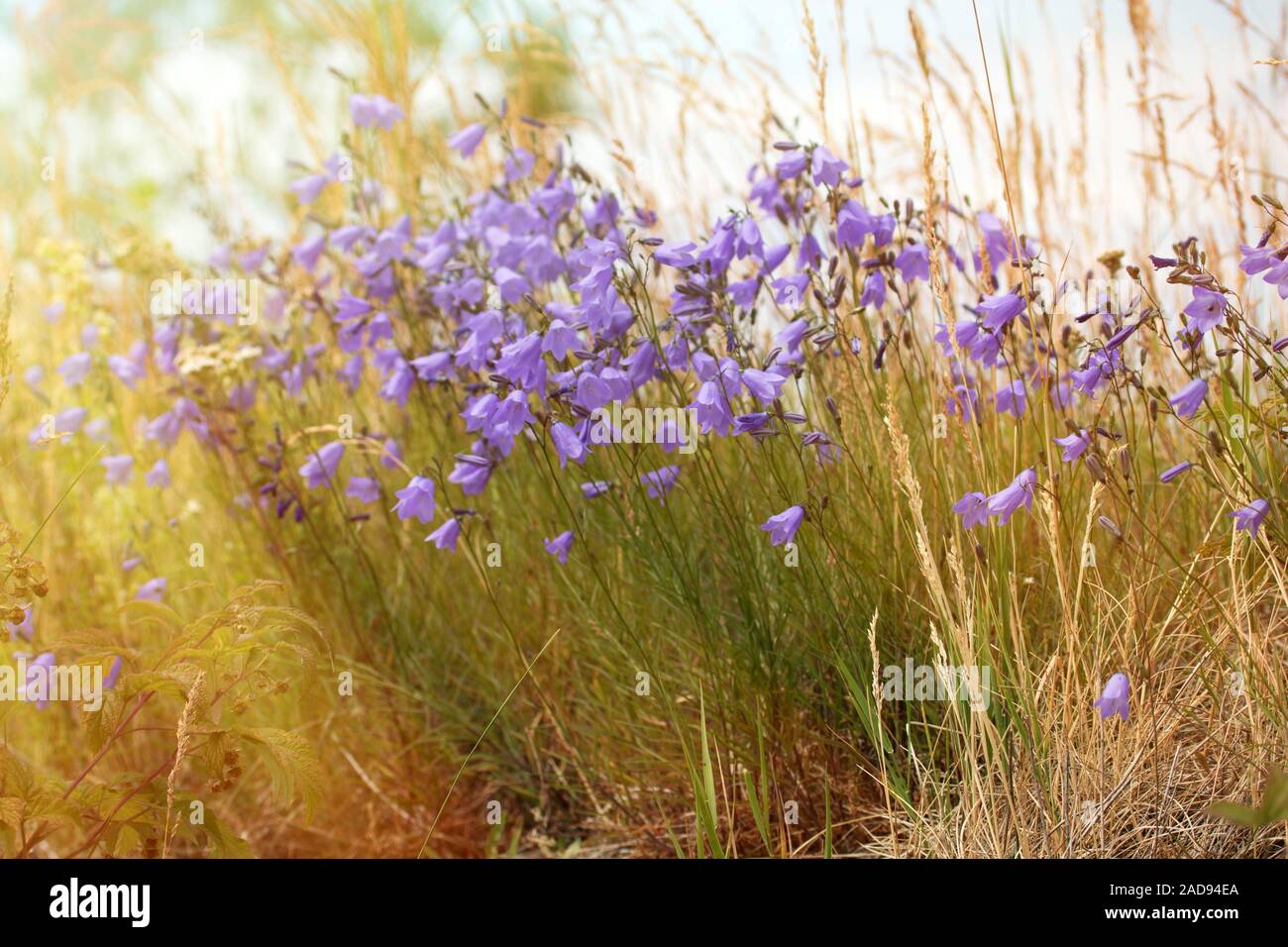 Bell flower opens towards the sun Stock Photo Alamy
