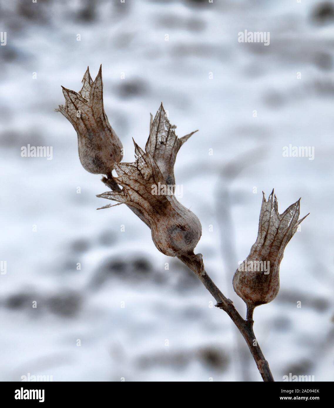 Ear with dried fruits of henbane Stock Photo Alamy