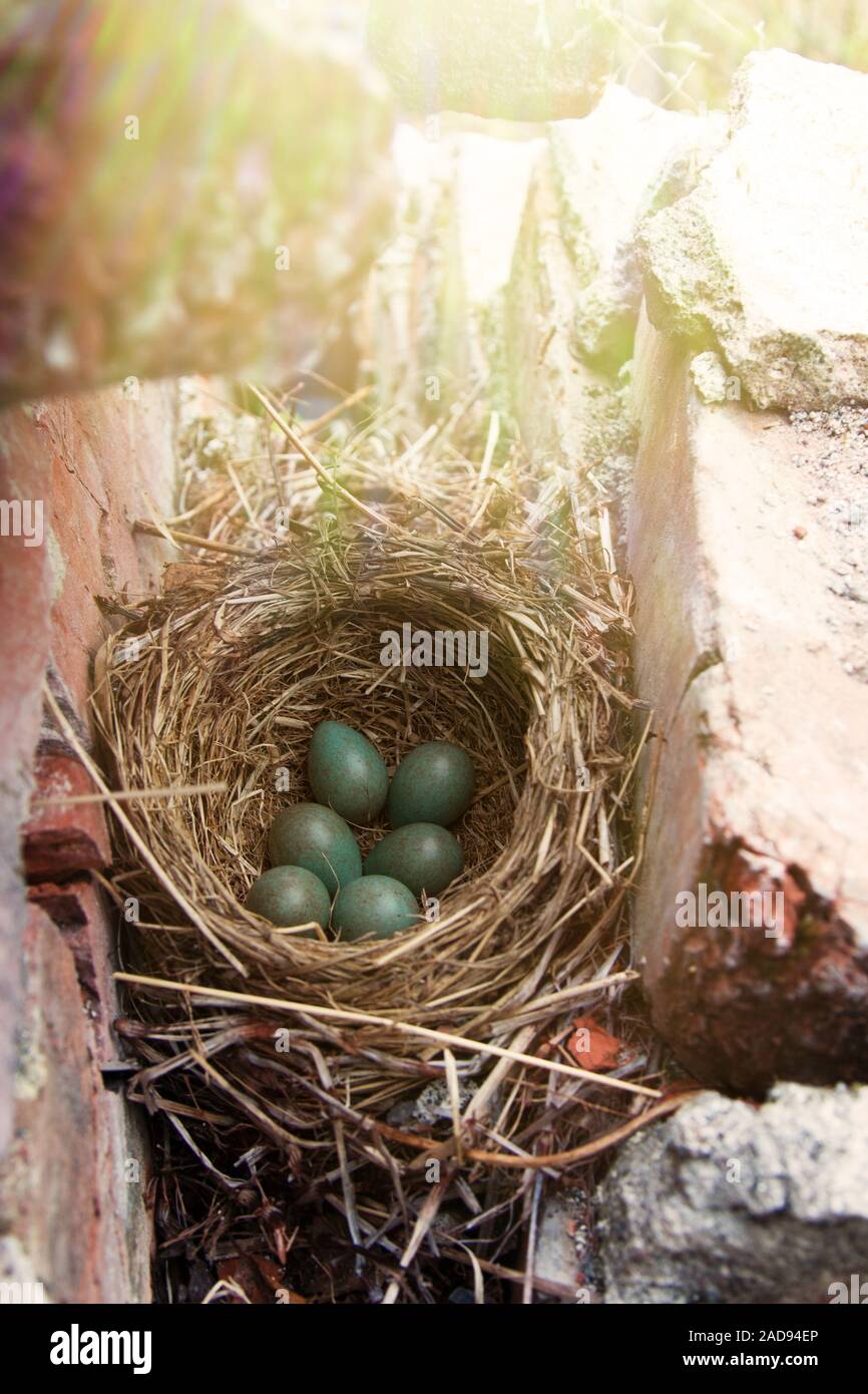 Nest with six eggs clutch of thrush Redwing Stock Photo Alamy